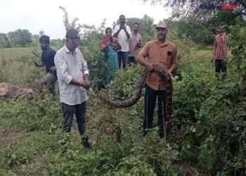 A 10 feet long python was rescued from Vadodara