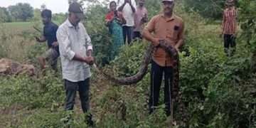 A 10 feet long python was rescued from Vadodara