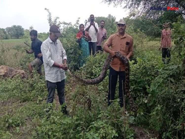 A 10 feet long python was rescued from Vadodara