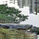 વડોદરામાં નરભક્ષી મગર, વિશ્વામિત્રી બિજ પાસે મહિલાને ખેંચી પાણીમાં જતો રહ્યો 2 crocodile