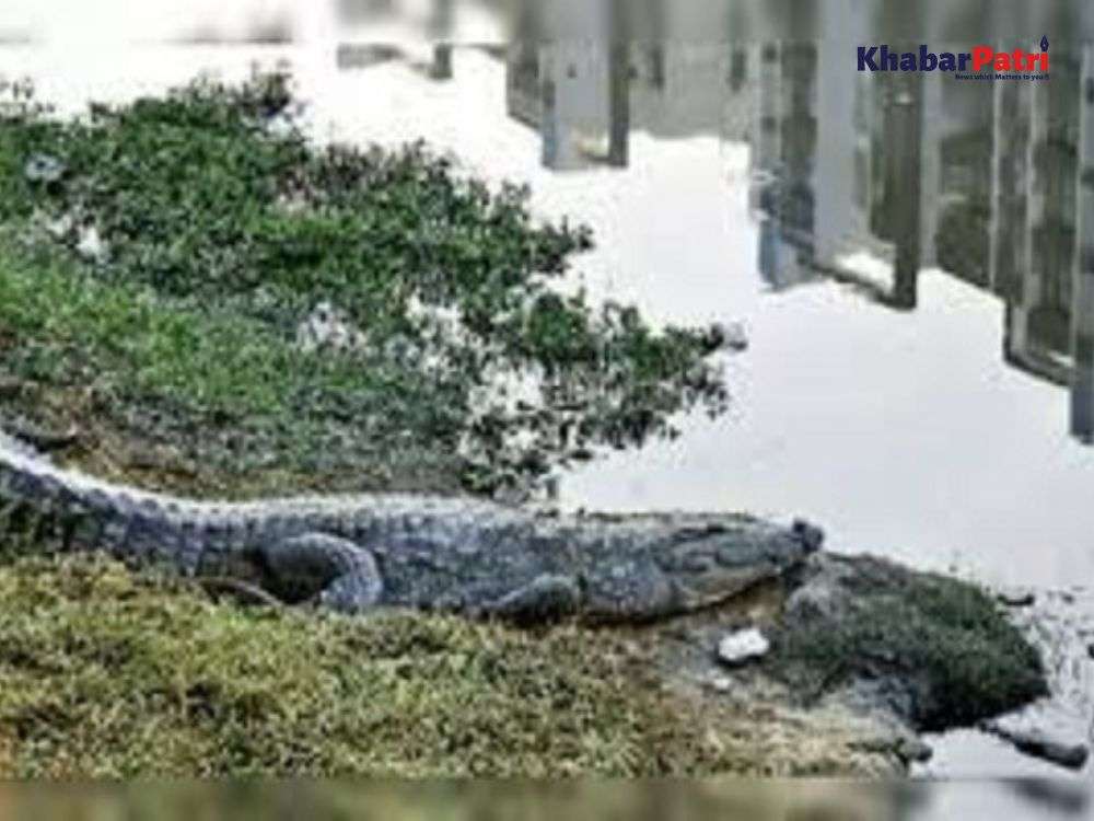 વડોદરામાં નરભક્ષી મગર, વિશ્વામિત્રી બિજ પાસે મહિલાને ખેંચી પાણીમાં જતો રહ્યો 1 crocodile