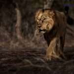 lion