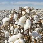 cotton