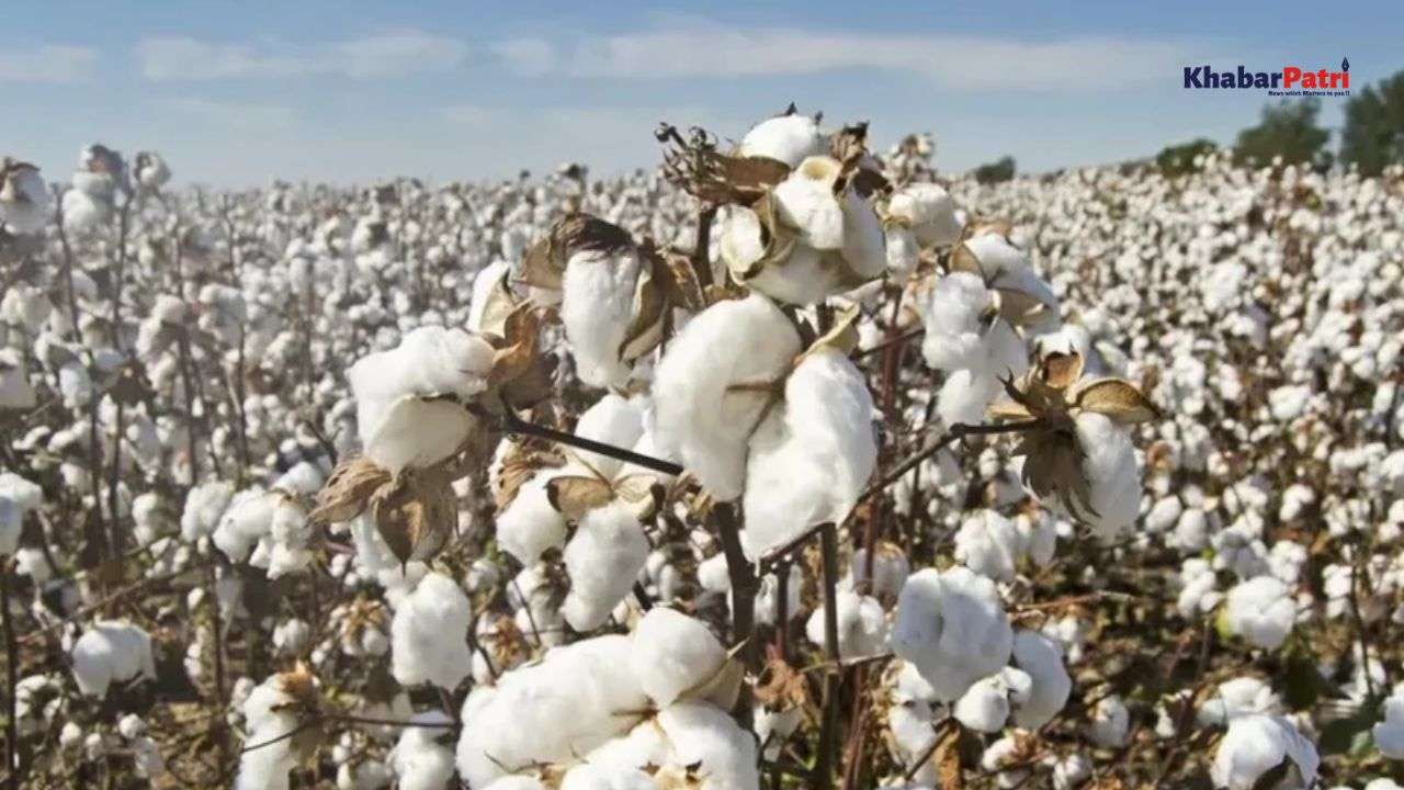 cotton