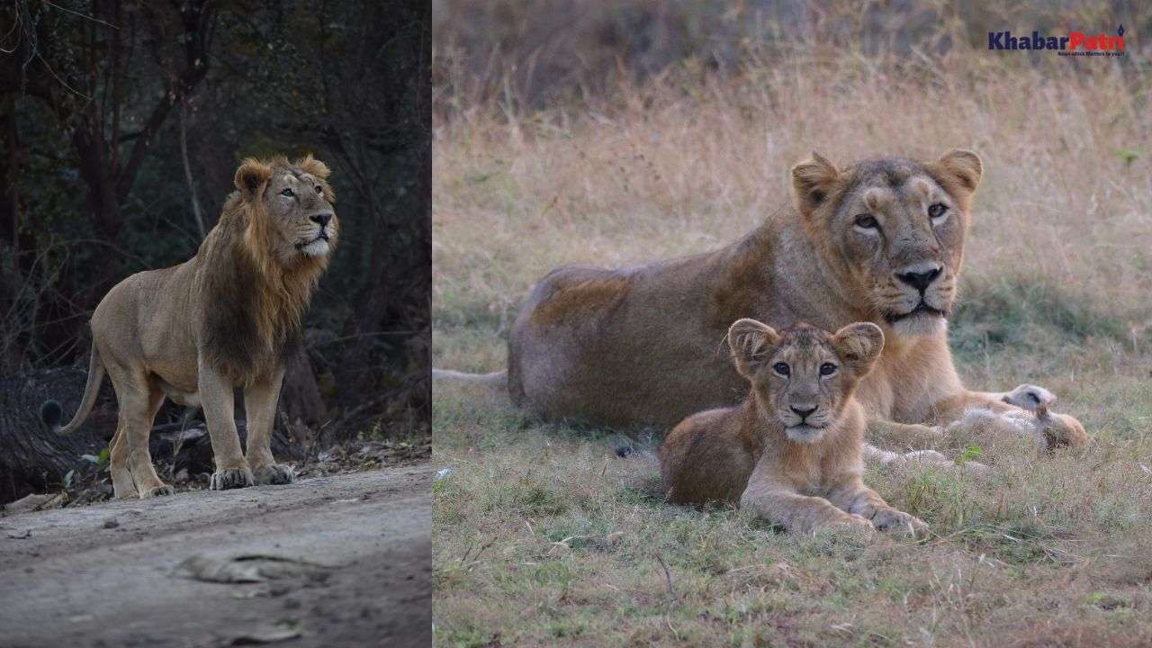 ગીરમાં હાથ ધરાશે એશિયાઈ સિંહની વસ્તી ગણતરી, જાણો ગુજરાતના ગીરમાં કઈ રીતે પહોંચ્યો સિંહ, શું છે ઇતિહાસ? 1 lion
