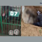 અમદાવાદના હાથીજણમાં બાળકી પર હુમલો કરનાર રોટ વિલર શ્વાનનું મોત નિપજ્યું 3 Dog