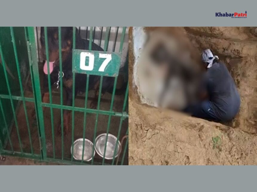 અમદાવાદના હાથીજણમાં બાળકી પર હુમલો કરનાર રોટ વિલર શ્વાનનું મોત નિપજ્યું 1 Dog