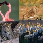 ગુજરાત બાયોડાયવર્સિટી બોર્ડ દ્વારા ડાંગના “કિલાદ ઇકો ટુરિઝમ કેમ્પ સાઈટ” ખાતે ‘આંતરરાષ્ટ્રીય જૈવવિવિધતા દિવસ-૨૦૨૫’ની ઉજવણી કરાશે 3 dang