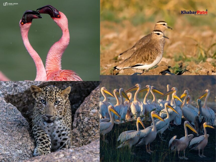 ગુજરાત બાયોડાયવર્સિટી બોર્ડ દ્વારા ડાંગના “કિલાદ ઇકો ટુરિઝમ કેમ્પ સાઈટ” ખાતે ‘આંતરરાષ્ટ્રીય જૈવવિવિધતા દિવસ-૨૦૨૫’ની ઉજવણી કરાશે 1 dang