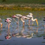 india pakistan war 3