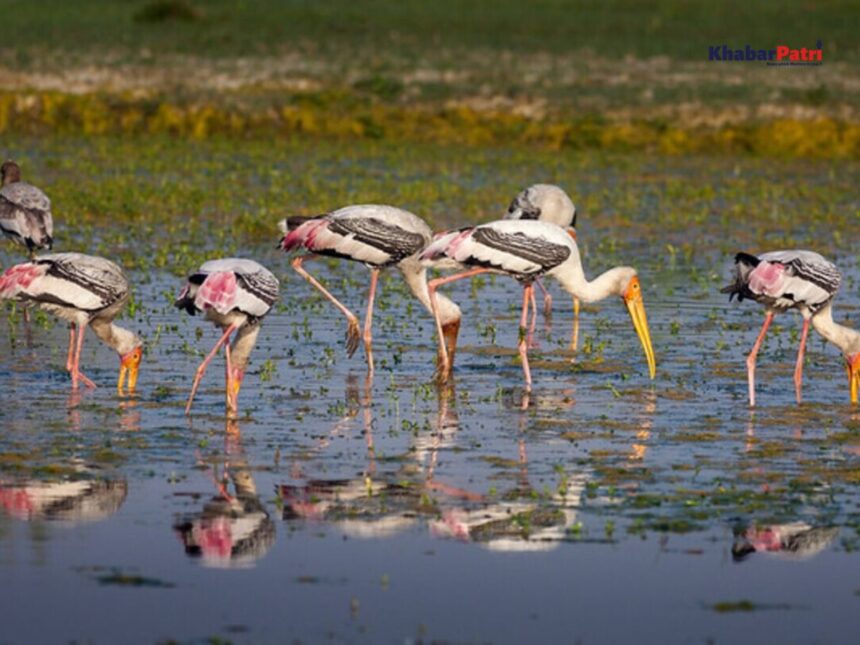 યાયાવર પક્ષી દિવસ 2025: અંદાજે 14.20 લાખથી વધુ યાયાવર પક્ષીઓ બન્યા ગુજરાતના મહેમાન 1 india pakistan war 3