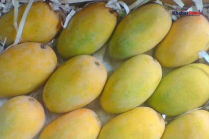 mango festival