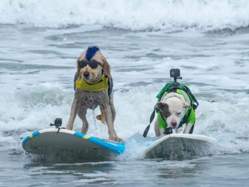 કેલિફોર્નિયામાં યોજાશે અનોખી સ્પર્ધા, શ્વાન સર્ફબોર્ડ પર સર્ફિંગ કરતા જોવા મળશે 1 Dog