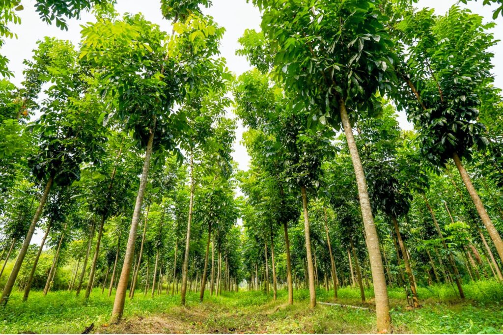 'વનરાજીમાં પણ ગુજરાત રાજી' : વન વિસ્તાર બહાર વૃક્ષ આવરણમાં ગુજરાતનો દેશ આખામાં ડંકો 7 WhatsApp Image 2025 07 08 at 08.35.30 1