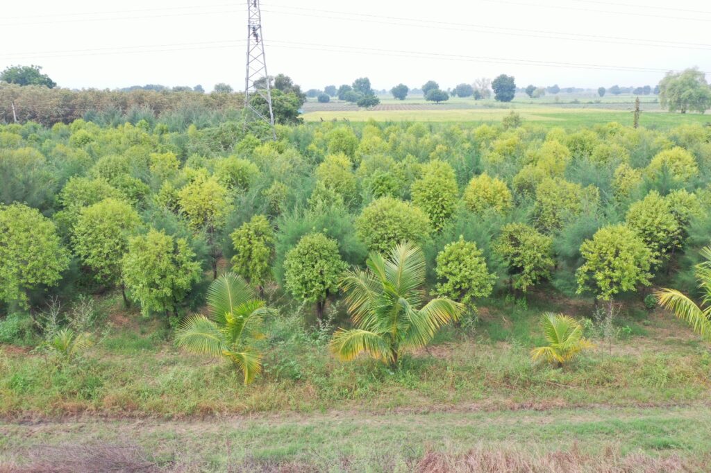 'વનરાજીમાં પણ ગુજરાત રાજી' : વન વિસ્તાર બહાર વૃક્ષ આવરણમાં ગુજરાતનો દેશ આખામાં ડંકો 6 WhatsApp Image 2025 07 08 at 08.35.32