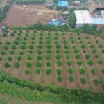 'વનરાજીમાં પણ ગુજરાત રાજી' : વન વિસ્તાર બહાર વૃક્ષ આવરણમાં ગુજરાતનો દેશ આખામાં ડંકો 3 forest