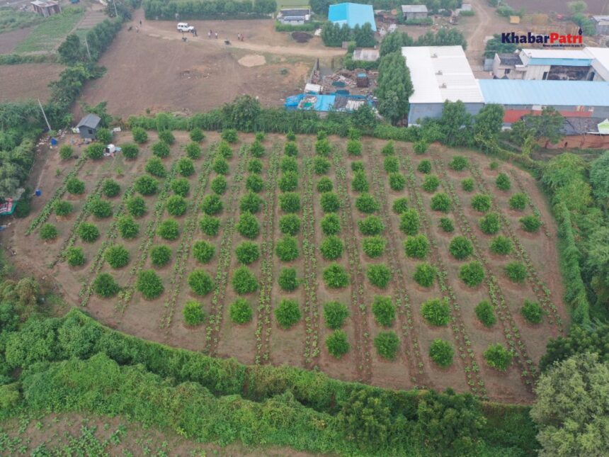 'વનરાજીમાં પણ ગુજરાત રાજી' : વન વિસ્તાર બહાર વૃક્ષ આવરણમાં ગુજરાતનો દેશ આખામાં ડંકો 5 forest