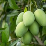 ગુજરાતની કેરીએ સ્થાનિક બજારોની સીમાઓ વટાવીને આંતરરાષ્ટ્રીય બજારોમાં ધૂમ મચાવી, ગત પાંચ વર્ષમાં કુલ ૩,૦૦૦ મેટ્રિક ટનથી વધુ કેરીની નિકાસ 2 mango