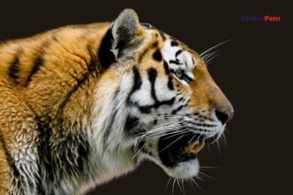 tiger