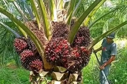 WhatsApp Image 2025 08 20 at 5.33.33 PM