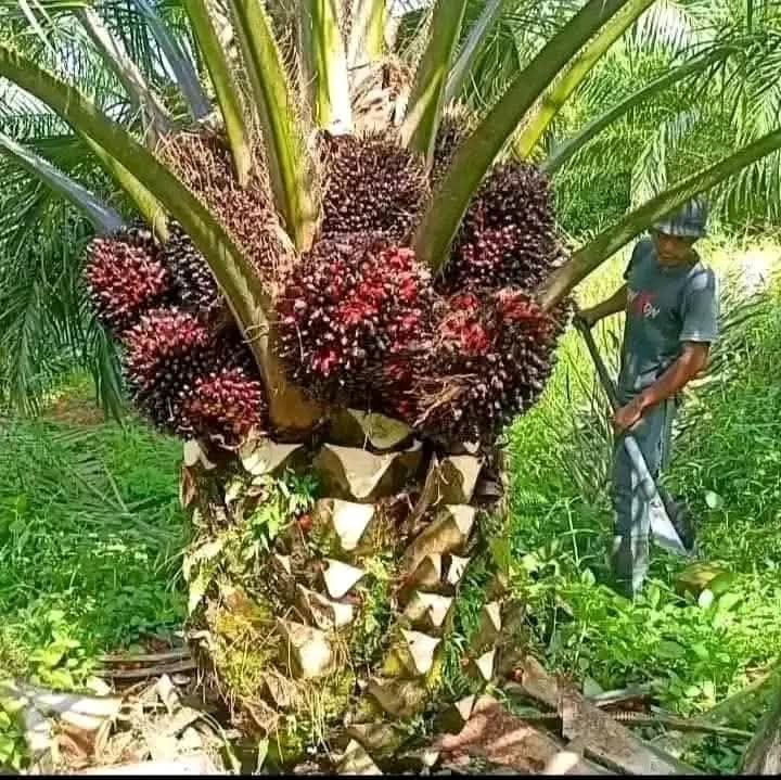 WhatsApp Image 2025 08 20 at 5.33.33 PM