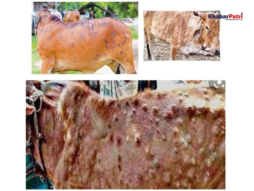 દેવભૂમિ દ્વારકા જિલ્લામાં ફરી એકવાર પશુઓમાં લમ્પી વાયરસનો પ્રકોપ 1 lumpy virus