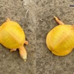 વડોદરાના ચિખોદ્રા ગ્રામ્યમાં મીઠા પાણીના તળાવના કિનારે એક દુર્લભ કાચબો જોવા મળ્યો 3 turtel