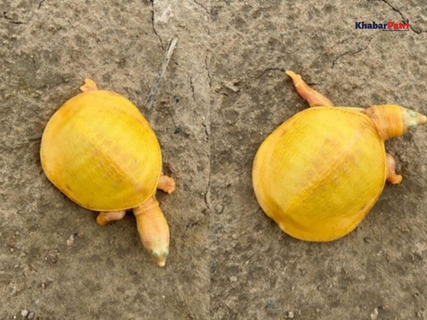 વડોદરાના ચિખોદ્રા ગ્રામ્યમાં મીઠા પાણીના તળાવના કિનારે એક દુર્લભ કાચબો જોવા મળ્યો 1 turtel