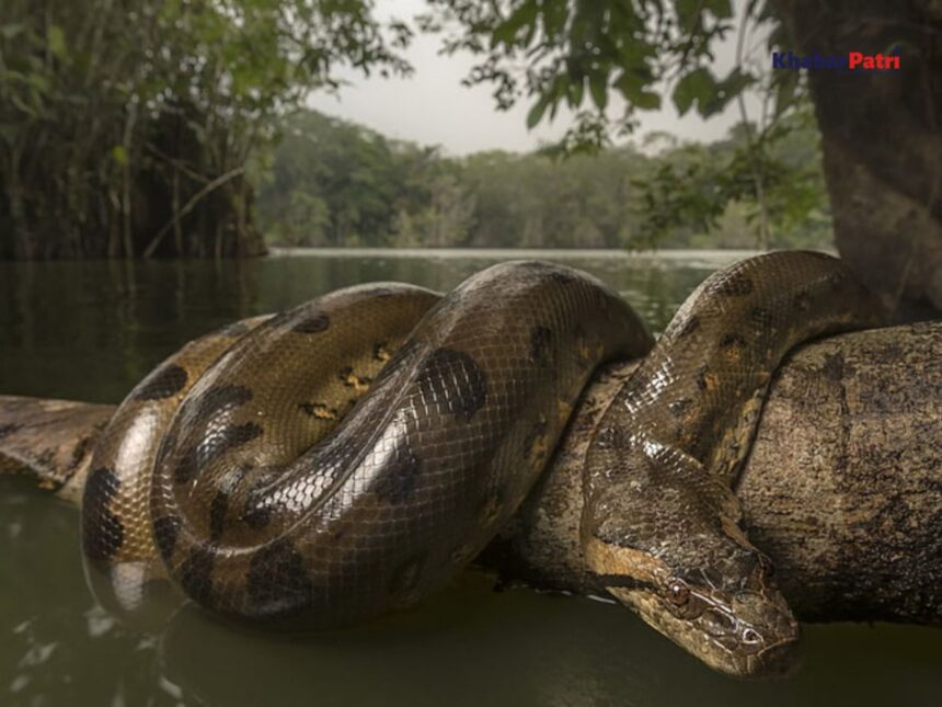 એમેઝોન જંગલમાંથી મળ્યો હતો દુનિયાનો સૌથી વિશાળ સાપ, લંબાઈ જાણીને વૈજ્ઞાનિકો મોંમા આંગળા નાખી ગયા 1 anaconda