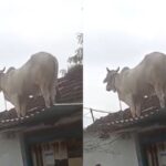 VIDEO: રખડતા કૂતરાનું ટોળું પાછળ પડતા આખલો છલાંગ લગાવીને ઘરની છત પર ચડી ગયો, નીચે ઉતારવામાં લોકોનો પરસેવો છૂટી ગયો 2 bull 1