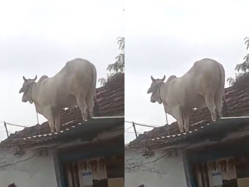 VIDEO: રખડતા કૂતરાનું ટોળું પાછળ પડતા આખલો છલાંગ લગાવીને ઘરની છત પર ચડી ગયો, નીચે ઉતારવામાં લોકોનો પરસેવો છૂટી ગયો 1 bull 1