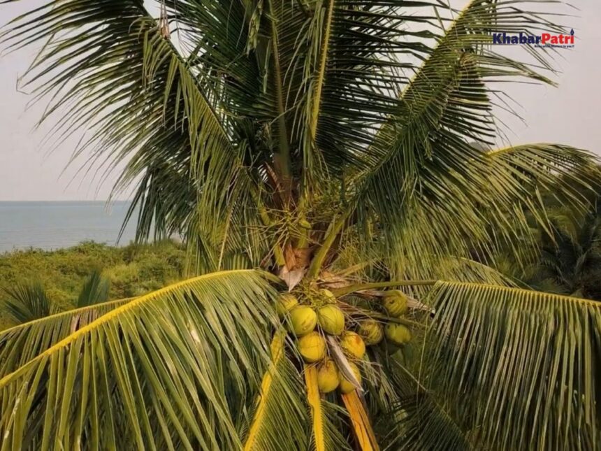 શ્રીફળનું વાવેતર કરીને અનેક ખેડૂતો શ્રીમંત બન્યા, લીલા નાળિયેરનું વાર્ષિક ઉત્પાદન ૨૬ કરોડ યુનિટને પાર 1 coconut