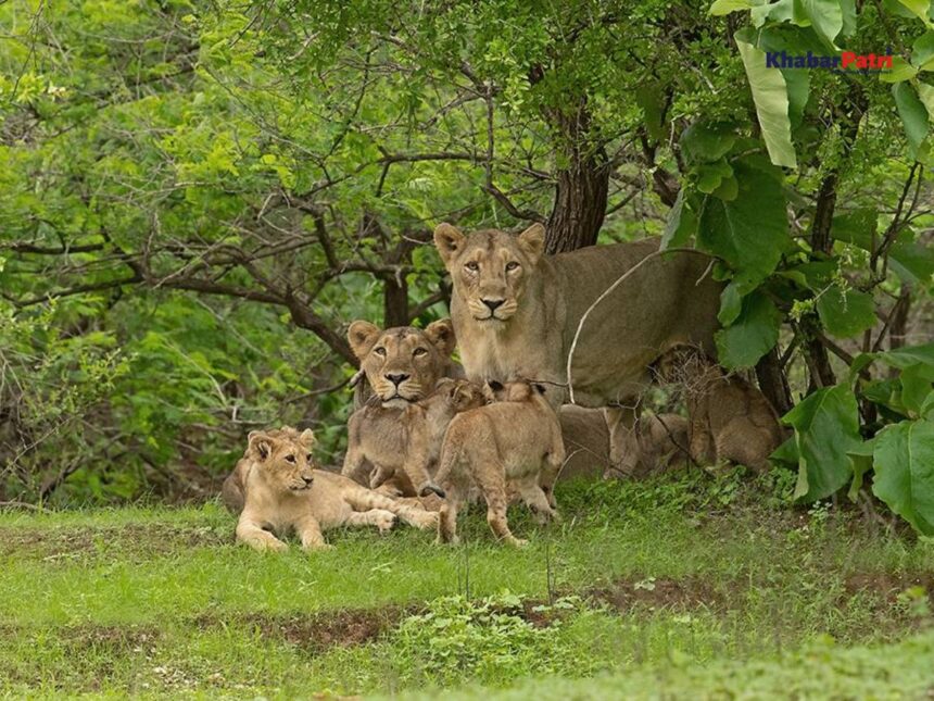 રાષ્ટ્રીય વન્યજીવ દિવસ : એશિયાઈ સિંહ, યાયાવર પક્ષીઓ, ઘુડખર, ડોલ્ફિન, ચિંકારા સહિત અનેક અબોલા જીવ માટે ગુજરાત ‘સુરક્ષિત’ રહેઠાણ 1 lion