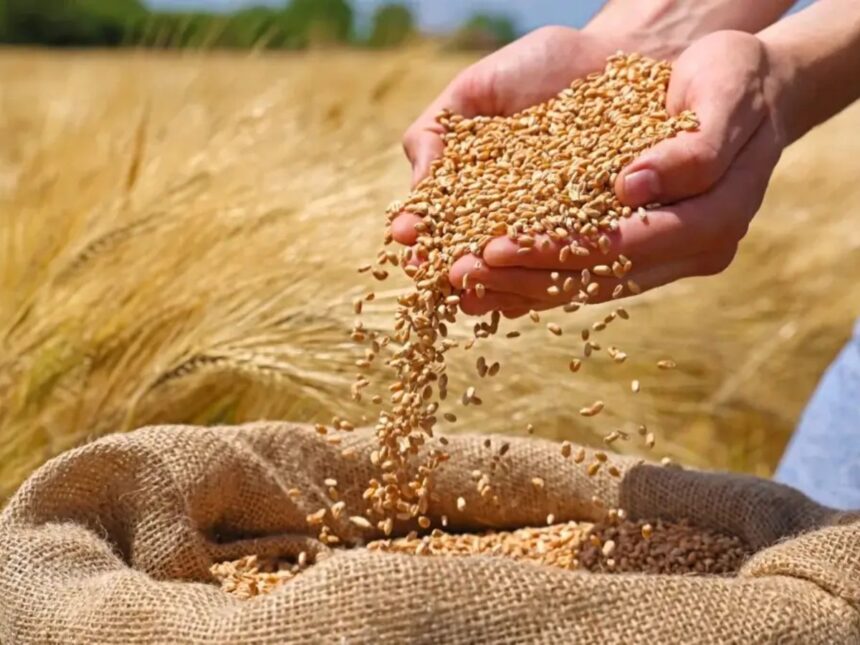 રવિ પાકોનું વાવેતર શરુ થાય તે પહેલા જ ઘઉં, જવ, ચણા, મસૂર, રાયડો અને કસુંબીના ટેકાના ભાવ જાહેર 1 ghav