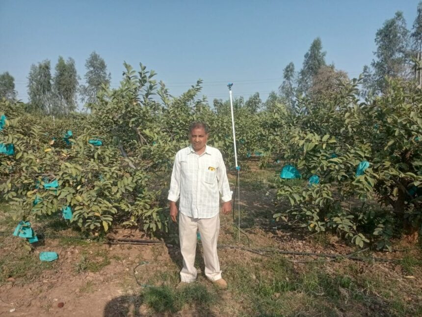 ગાંધીનગરના ખેડૂતે 7 હેક્ટર જમીનમાં કરી બાગાયતી ખેતી, વર્ષે 18 લાખની આવક અને 9 લાખનો ચોખ્ખો નફો 1 farmer