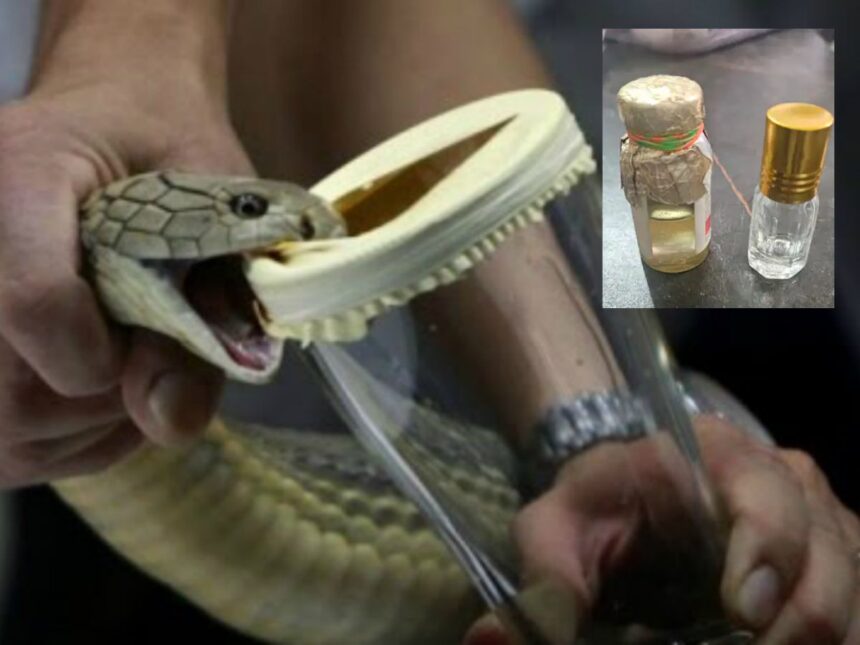 ગુજરાતના ઇતિહાસમાં પહેલી વાર! સુરતમાં ઝડપાયું 5.85 કરોડનું કોબ્રા સાપનું ઝેર, તપાસમાં થયા ચોંકાવનારા ખુલાસા 1 cobra