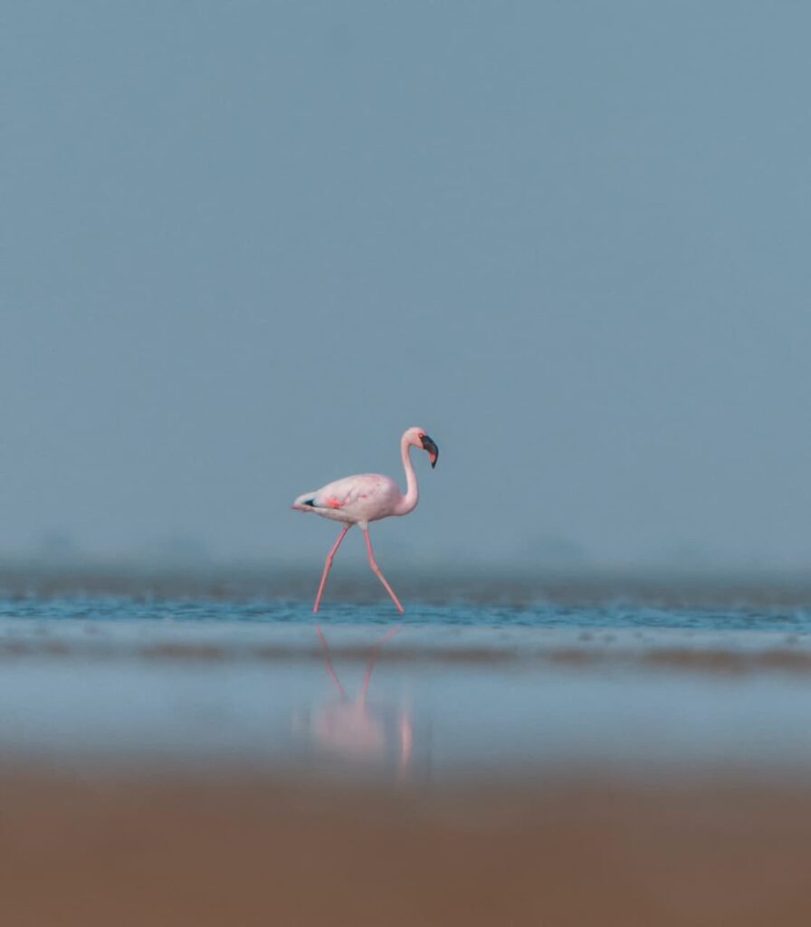 ગુજરાતની જળ-વિરાસતમાં પાંચમું રત્ન ઉમેરાયું, કચ્છના 'છારી-ઢંઢ'નો રામસર સાઇટ્સમાં સમાવેશ કરાયો 7 WhatsApp Image 2026 02 01 at 12.07.42