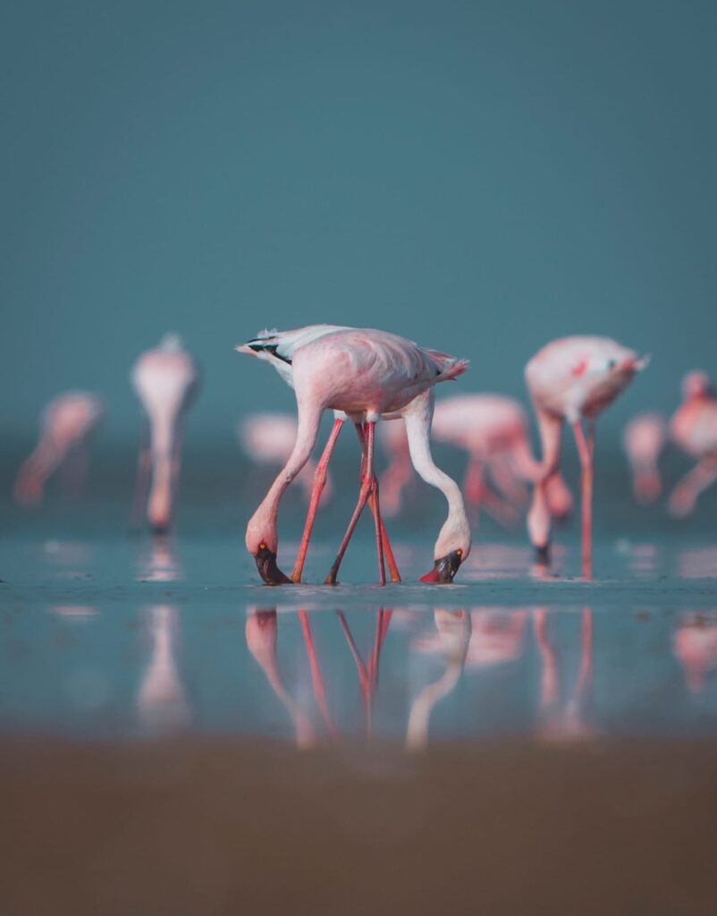 ગુજરાતની જળ-વિરાસતમાં પાંચમું રત્ન ઉમેરાયું, કચ્છના 'છારી-ઢંઢ'નો રામસર સાઇટ્સમાં સમાવેશ કરાયો 6 WhatsApp Image 2026 02 01 at 12.07.57