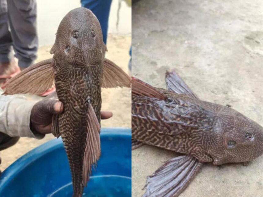 ગંગા નદીમાંથી નીકળી અનોખી માછલી, જોવા લોકો ટોળે વળ્યાં, હકીકત જાણીને ચોંકી જશો 1 fish