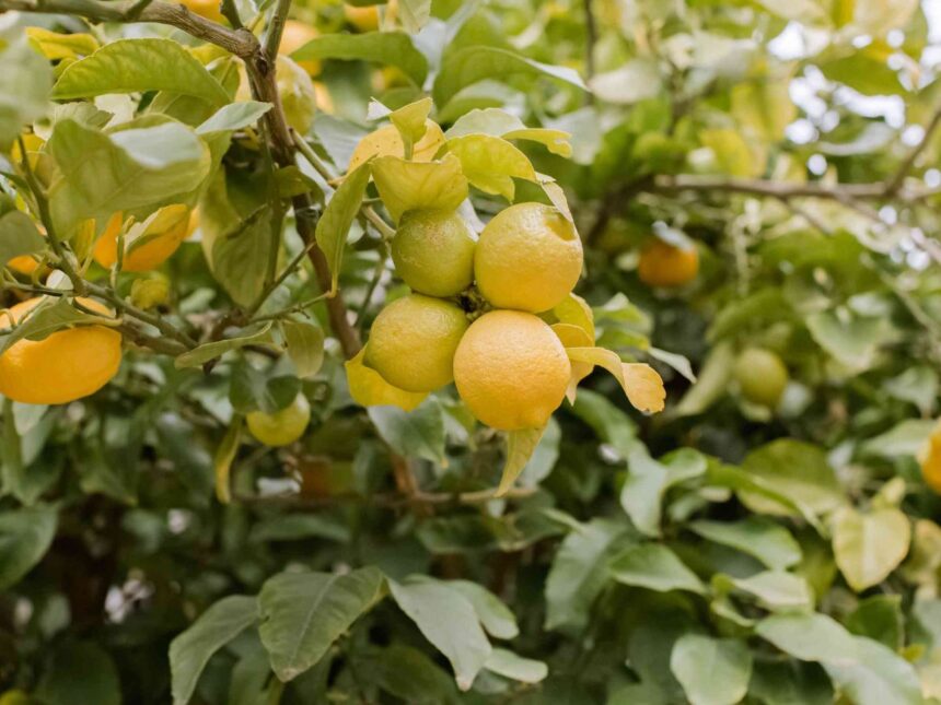 ઉનાળામાં આ ઉપાય અપનાવો, લીંબુડીમાં ઢગલાબંધ લીંબુ ઉતરશે, બજારમાંથી ખરીદવા નહીં પડે 1 lemon